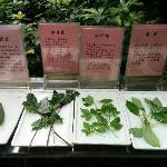 Guangzhou Vegetable Park - Гуанчжоу